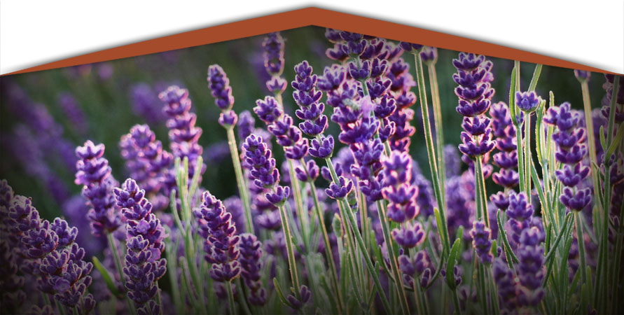camera-lavanda-mobile Camera Lavanda