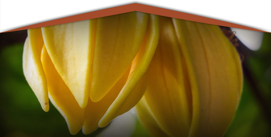 camera-ylang-mobile Camera Ylang Ylang